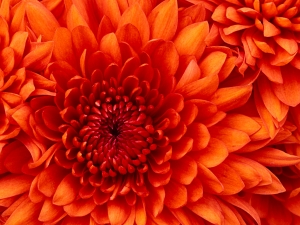 Chrysanthemum.jpg