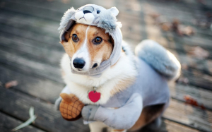funny-sweet-dog-costume-animal-wallaper_2880x1800.jpg