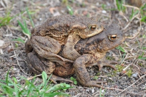 a-toad-293605__480.jpg