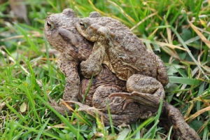 a-toad-293607__480.jpg