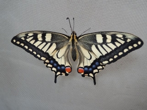 a-common-yellow-swallowtail-2221386__480.jpg