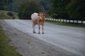 a-cow-on-the-road-985785__480.jpg