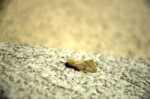 a-moth-2429078__480.jpg
