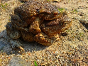 a-toad-1140053__480.jpg